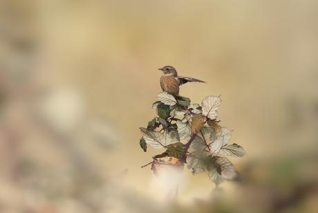 Bij Hoevelaken linksaf...