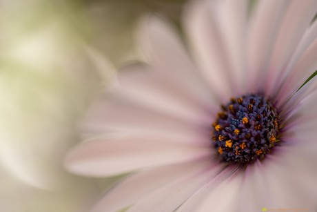 Spaanse Margriet