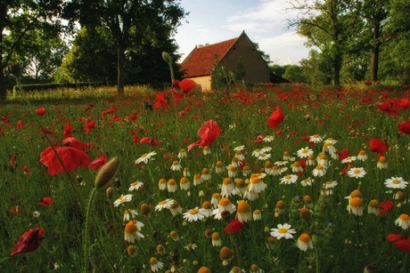 Zomer gevoel