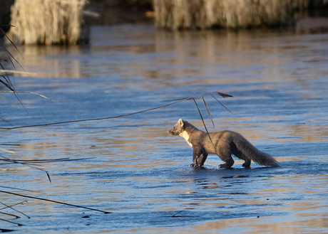 Onverwachte ontmoeting!