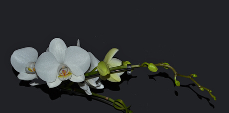 Bloem 