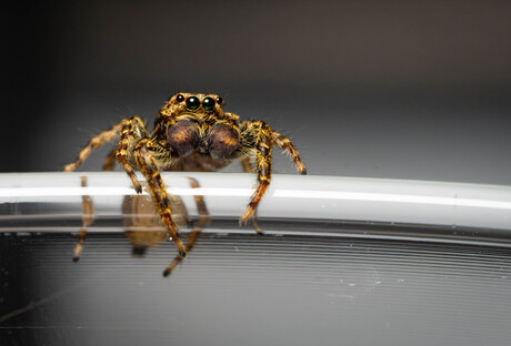 Jack the Jumping Spider