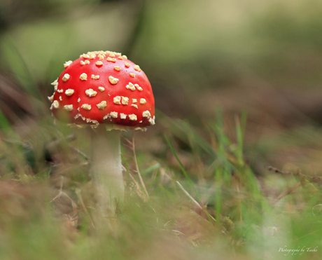 De paddenstoel uit de sprookjes 