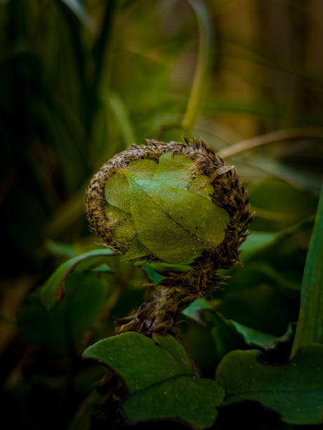 New life