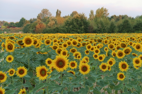 Zonnebloemen op het veld