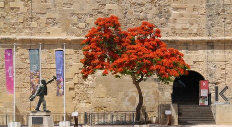 Oranje boom in Valletta