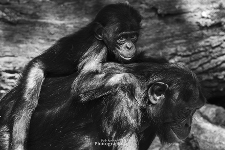 Kleine chimpansee bij moeder op de rug