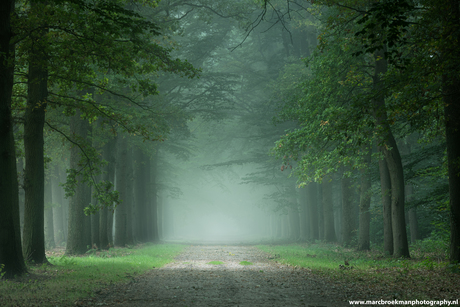 Mist bomenlaantje 