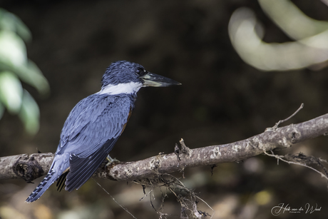 Amerikaanse reuzeijsvogel (wildlife) - Costa Rica