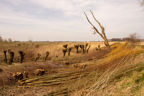 Knotwilgen bij de Lek