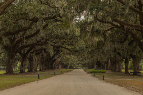 Boone Hall Plantation 