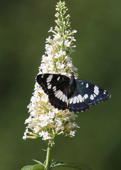 Blauwe ijsvogelvlinder