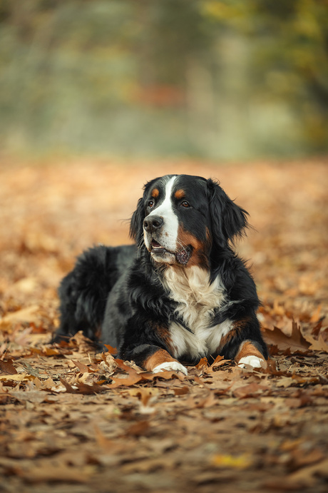Prachtig die herfstkleuren