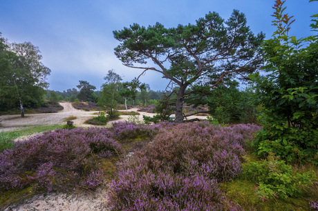 Heide in bloei. Landgoed Lievensberg Bergen op Zoom.