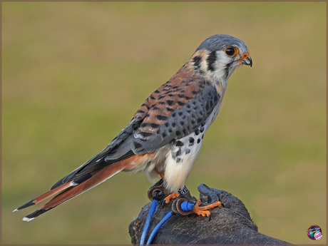 Amerikaanse Torenvalk …