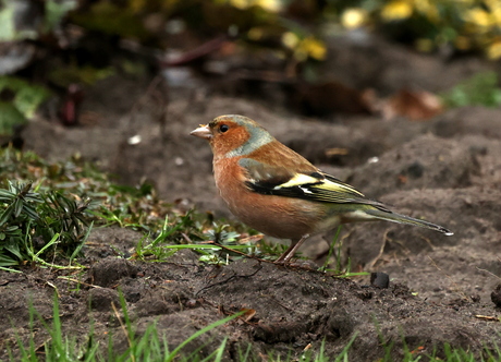 vink