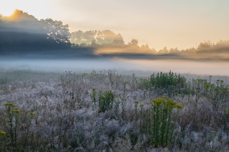 Witte wieven