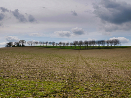 Bomen, Winthagen, Limburg