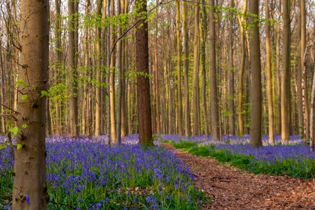 Hallerbos