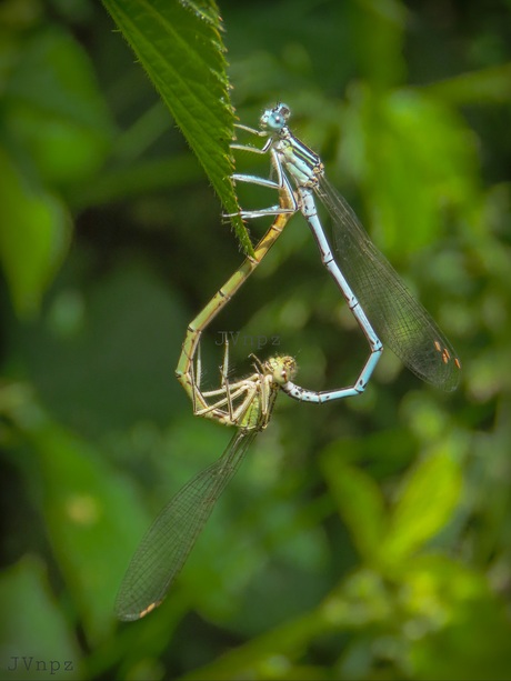 Blauwe Breedscheenjuffer 