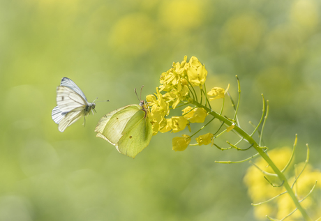 Citroenvlinder en Klein Geaderd Witje