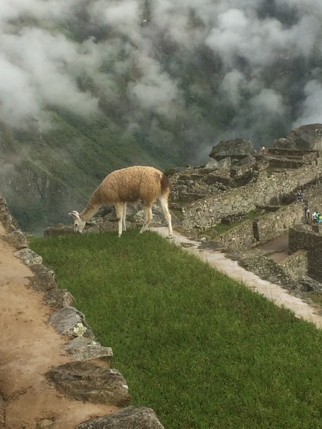 Machu Picchu