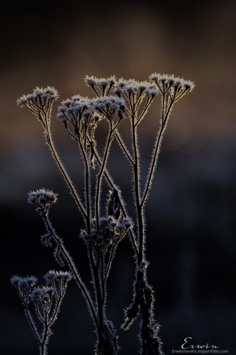 Vorst met een zonnetje