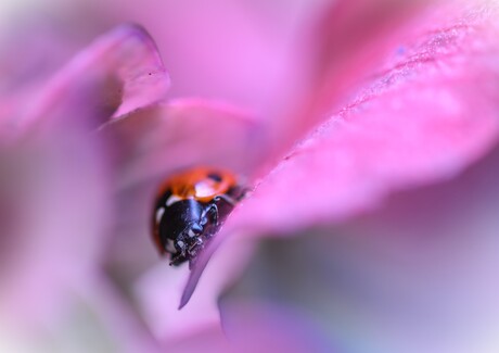 Lhb zoekt beschutting