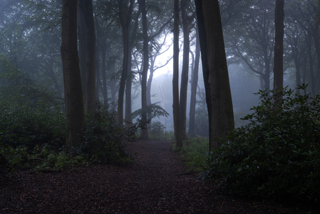 Clingendael bos