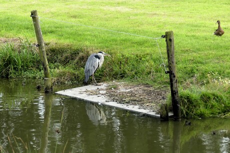 P1250695  De Lier  Groeneveldse pad  , Reiger  op  plateau   KOUD HE 26 juli 2024  