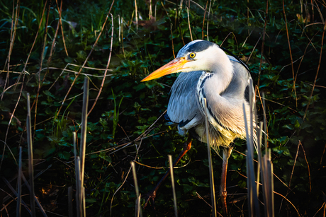 Reiger