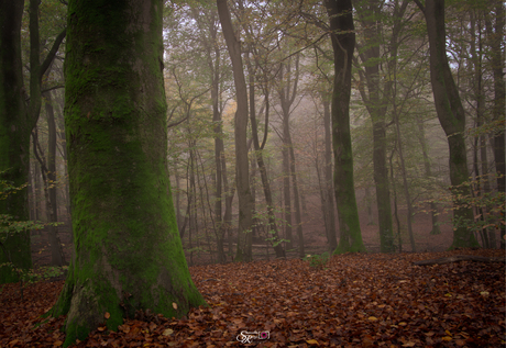 Mist tussen de bomen