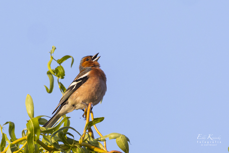 Serenade van een vink. 