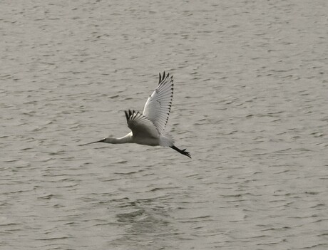 Grote witte reiger