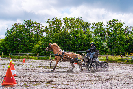 Paardensport 