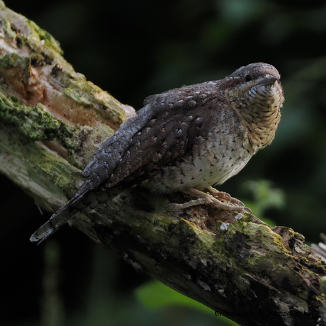 Eurasian Wryneck, Jynx torquilla - Spechten (Picidae)