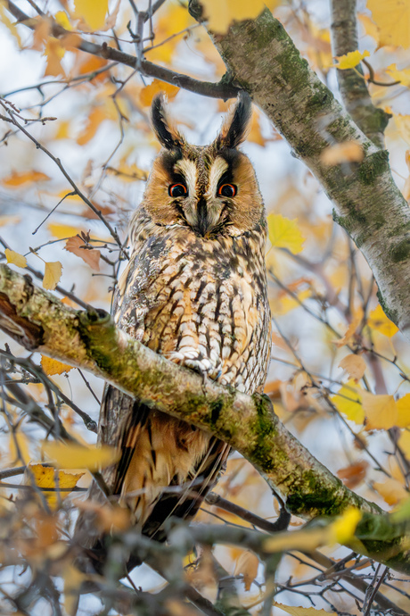 Ransuil in herfstboom 