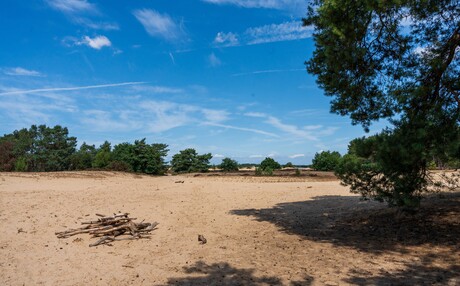 Zand en bomen
