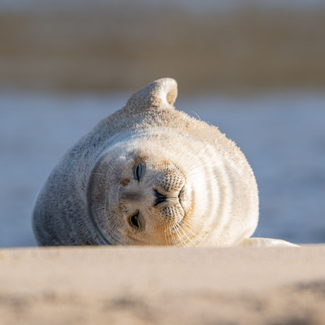 chilling seal