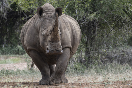 Schoonheid zegt alles 🇸🇿🦏🇸🇿