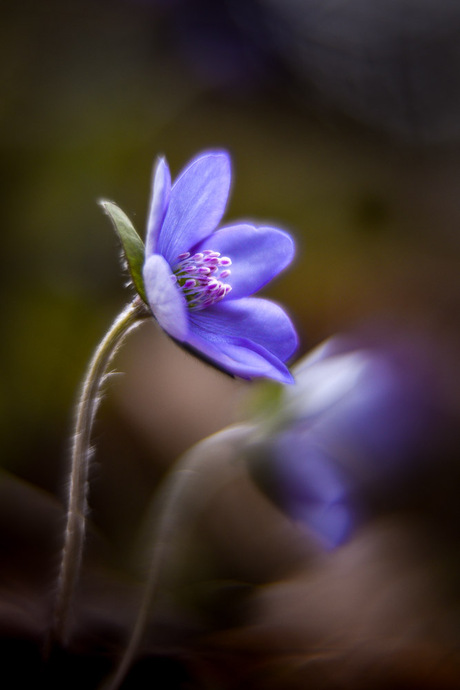 "Leberblümchen"