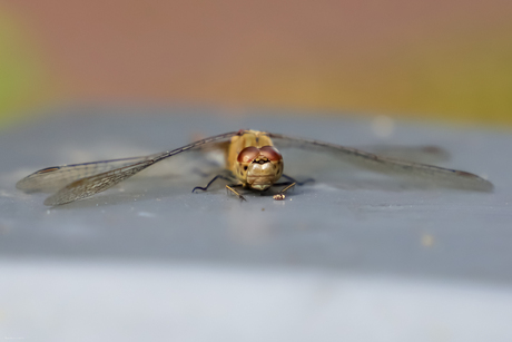 Libelle