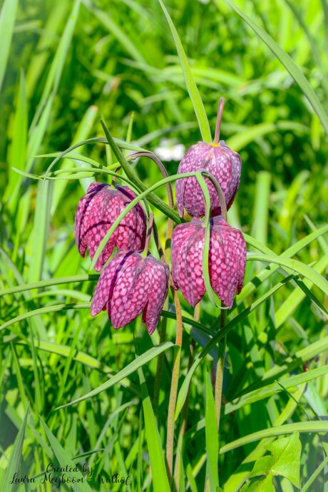 Wilde Kievitsbloem (Deel 2/3)