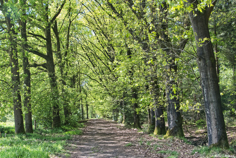 Wandelend de lente in