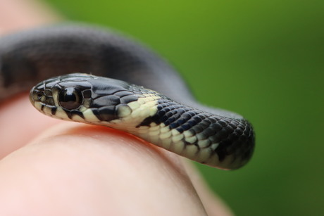 Jonge ringslang 🐍