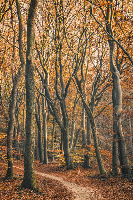 Herfst in Speulderbos.
