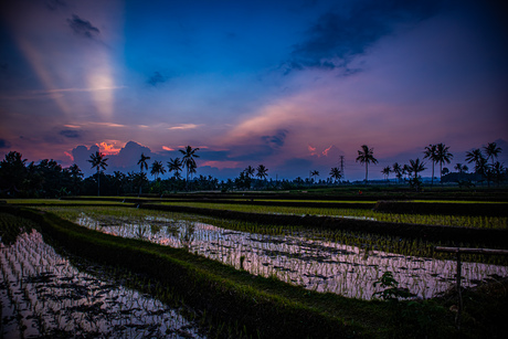 Sunset at the ricefields