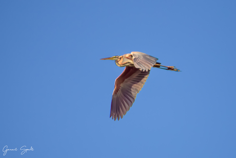 Puperreiger