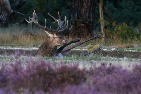 Badderende edelhert
