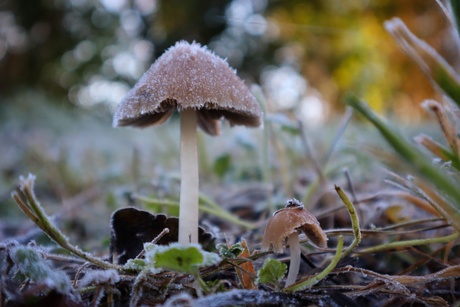 Paddenstoelen